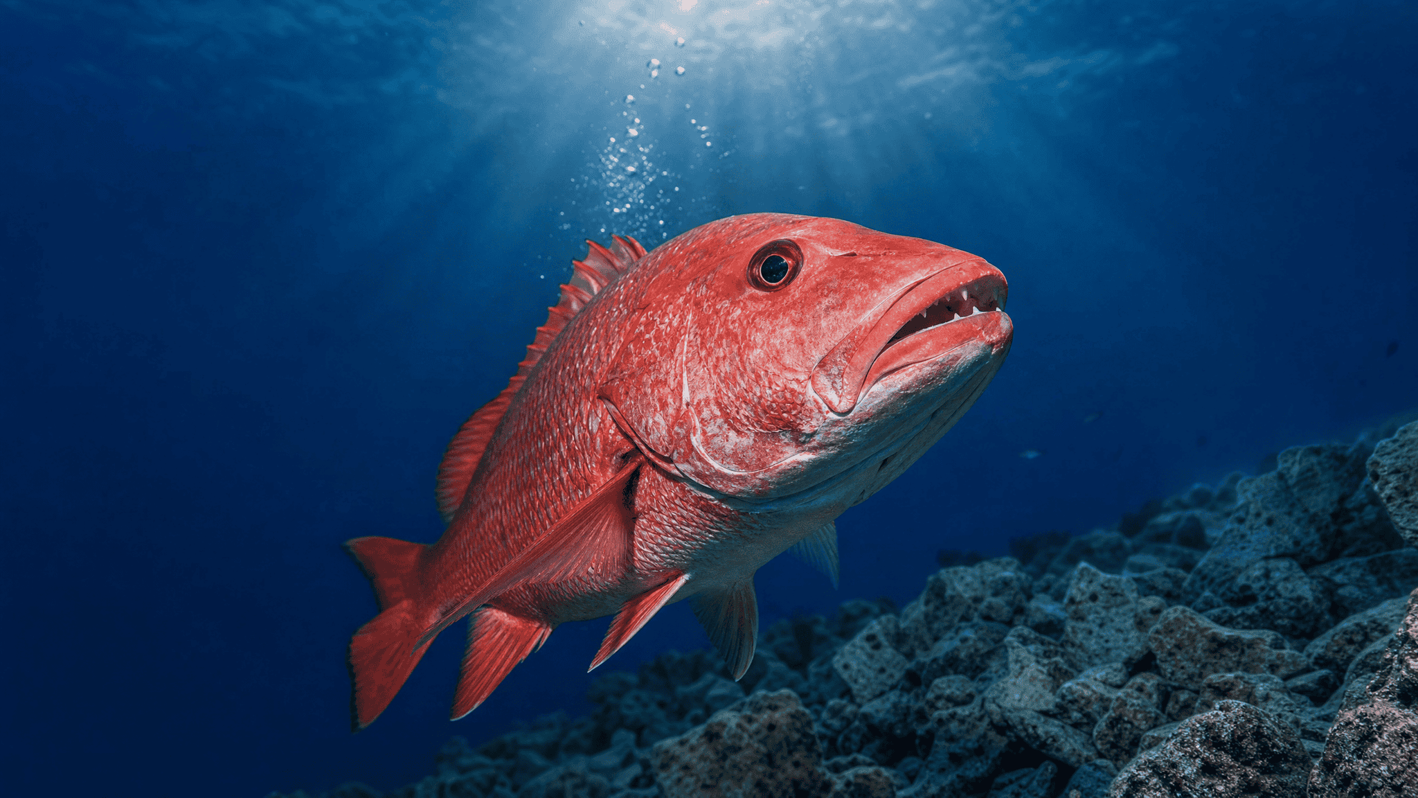 Editorial illustration of an adult red snapper over offshore hard-bottom habitat.
