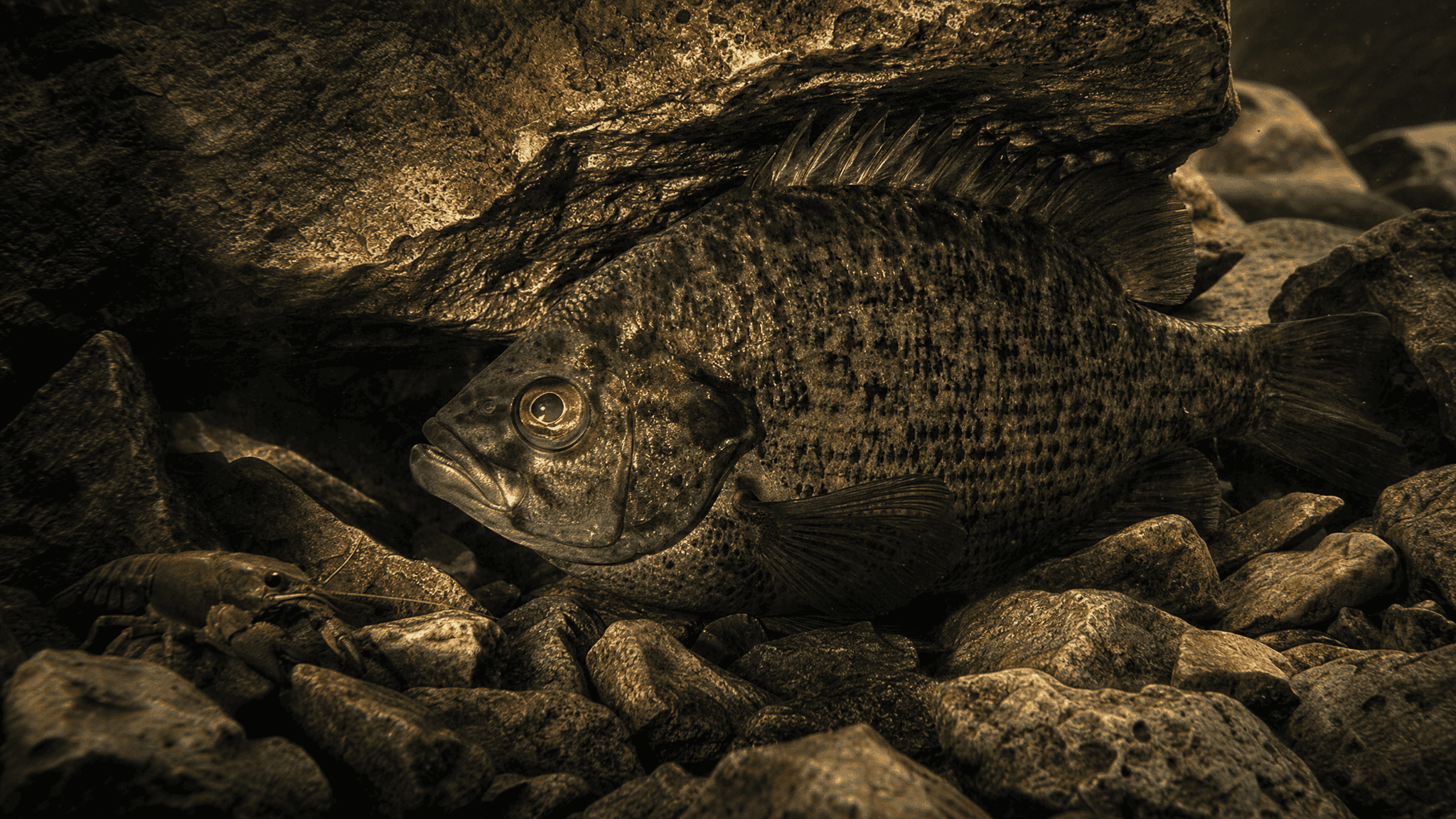 If the Bottom Has Crayfish, Fish Notice