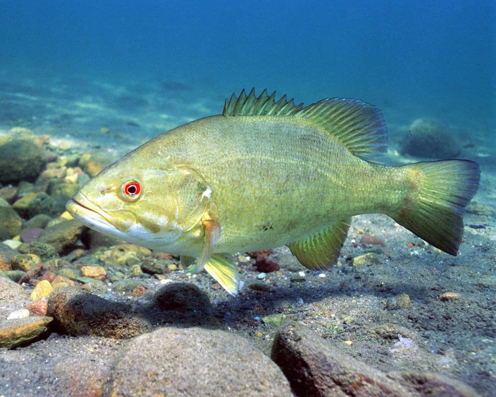 Close-up of a smallmouth bass swimming near riverbed rocks.