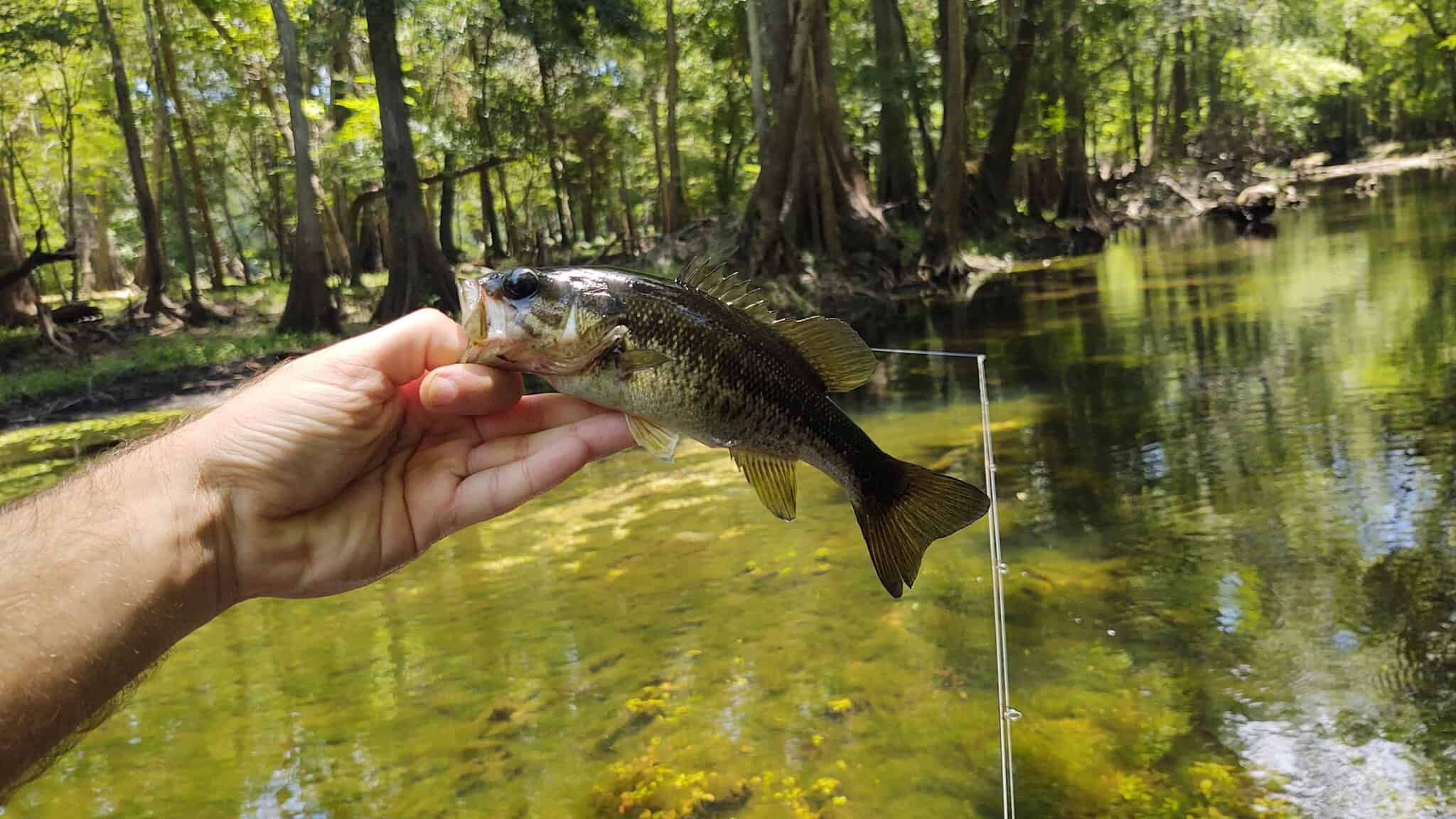 Suwannee Bass Seldom Top a Foot and Don’t Need To