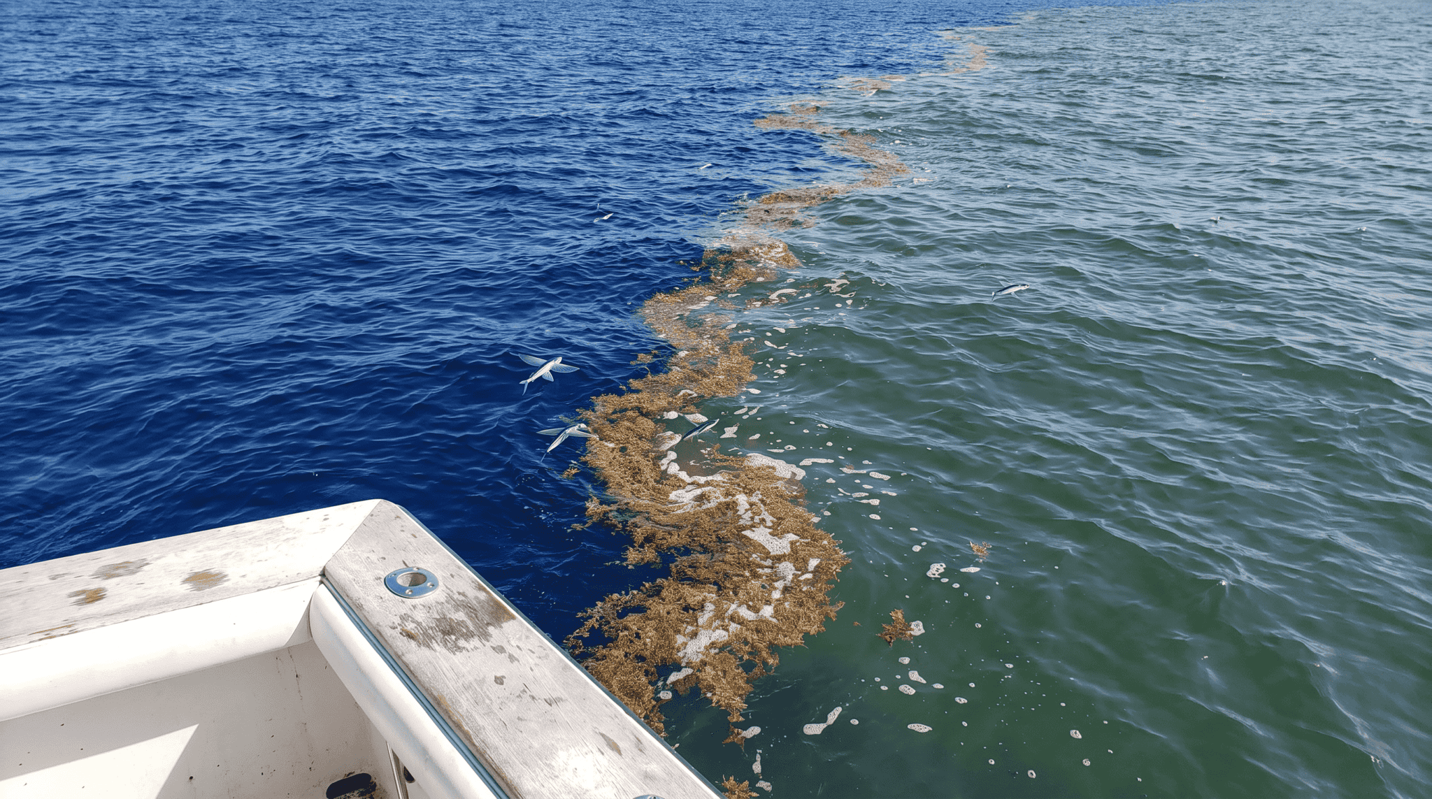 Offshore ocean surface with a sharp color and temperature break where cobalt blue water meets greener cooler water along a weedline edge