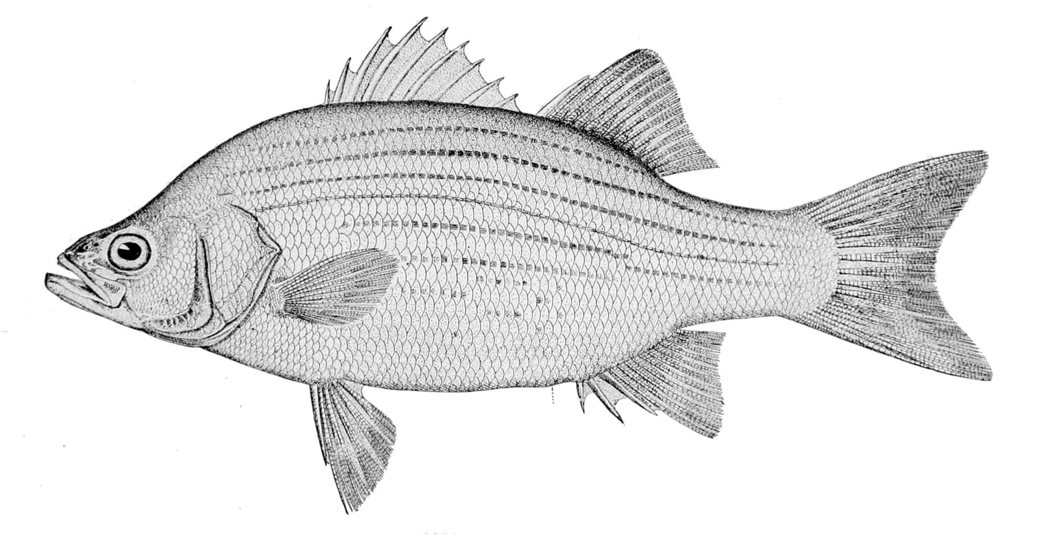 White Bass: The Gauge Tells You More Than the Calendar Does