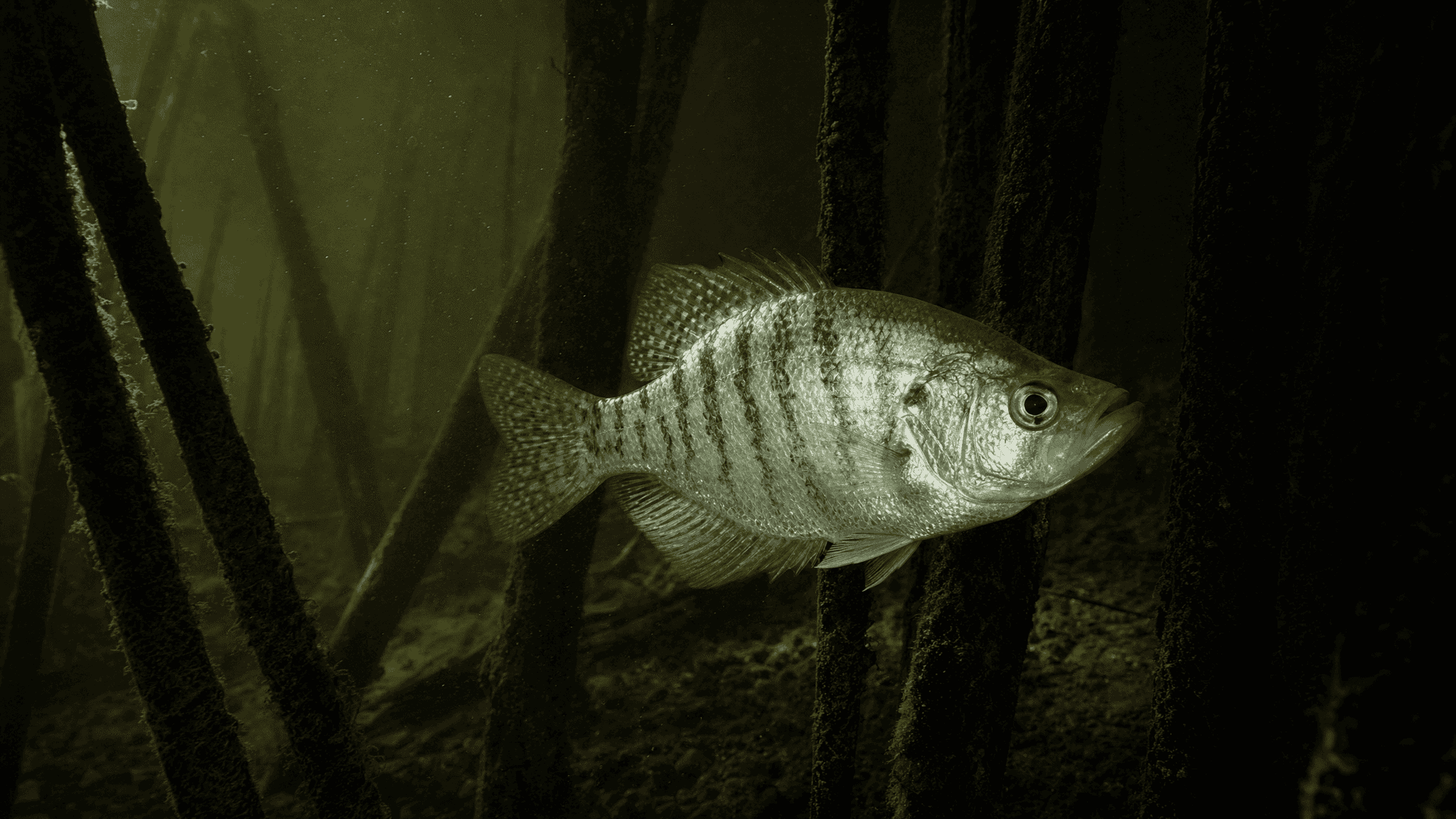 White crappie (Pomoxis annularis) with faint vertical dark bars, holding beside drowned standing timber in a turbid reservoir