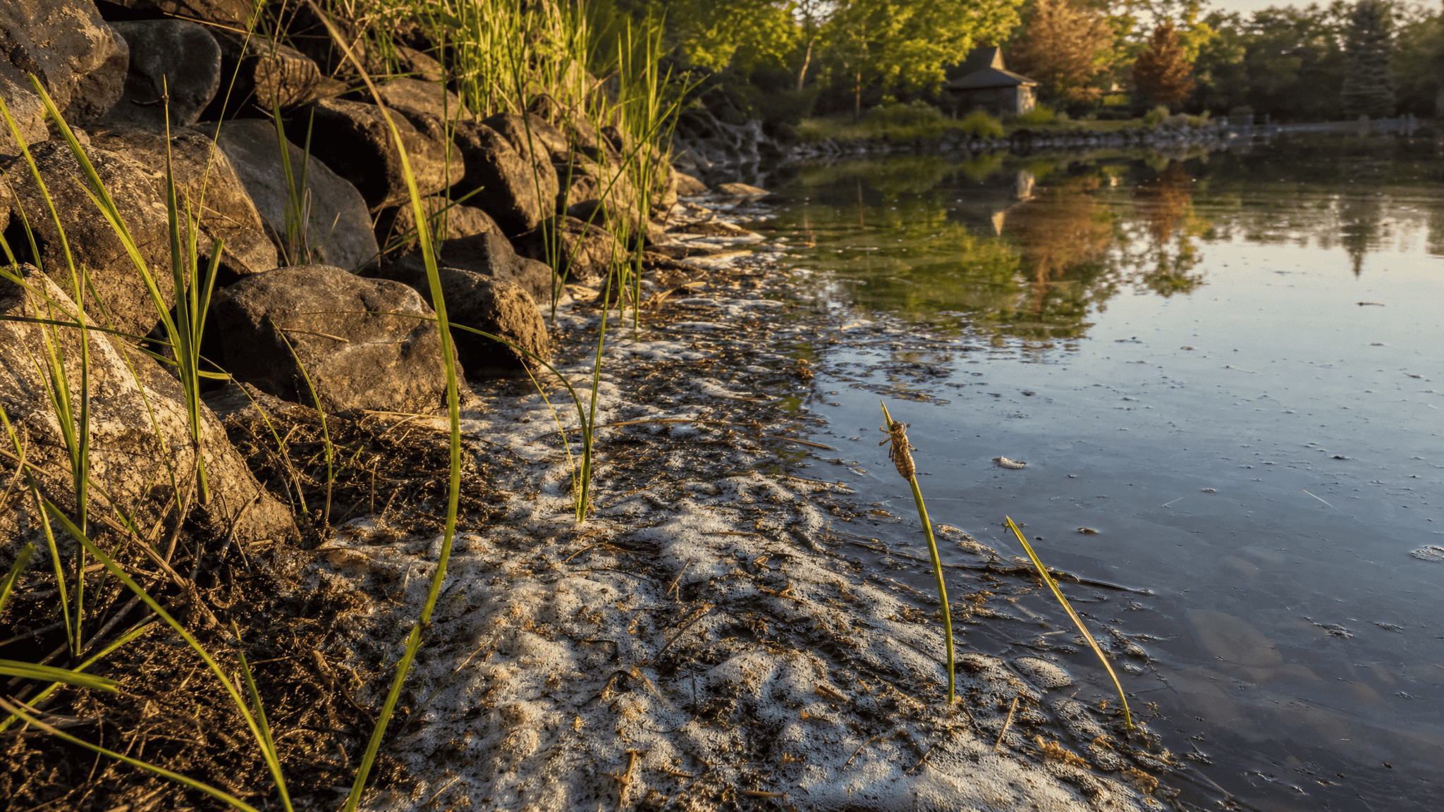 Pond's downwind bank where fetch has pushed warm water and foam into a stacked edge against a rough shoreline