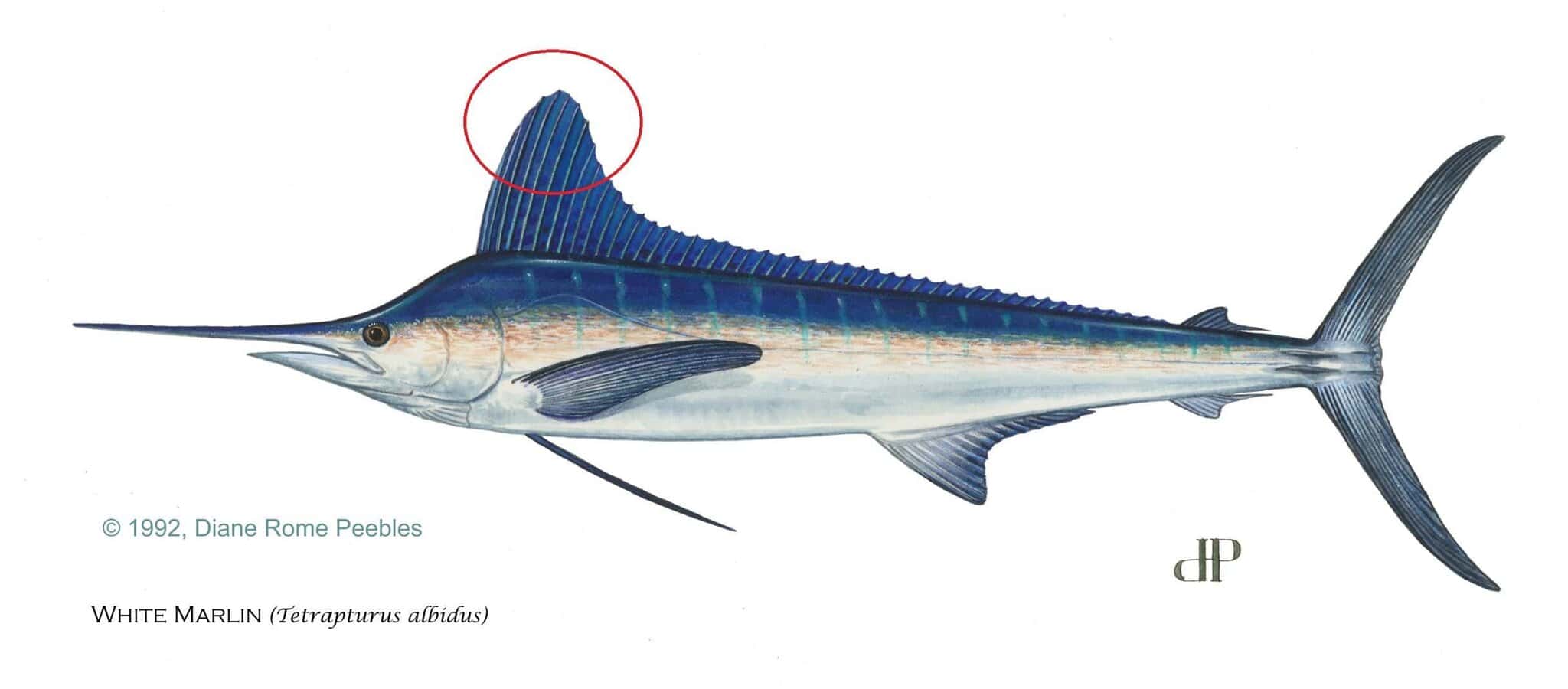 White marlin identification illustration showing the rounded fins and spotted dorsal. Credit: Diane Rome Peebles/Florida Fish and Wildlife Conservation Commission.