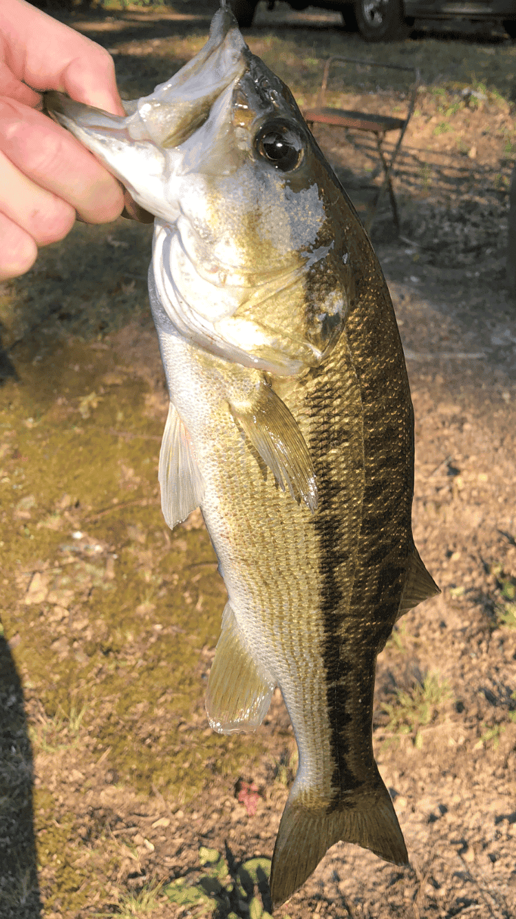 Alabama Bass Are a Good Fish in the Wrong Lake