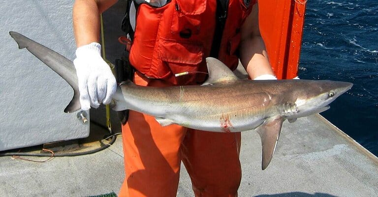 Dusky shark held horizontally during a NOAA research survey, showing the sloping first dorsal and long pectoral fins.