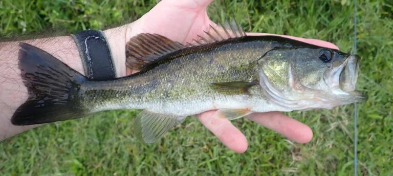 Florida bass (Micropterus salmoides) in Florida, side view with dark lateral markings