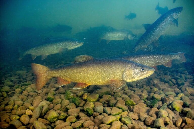 Lake trout swimming over rocky bottom in cold freshwater.