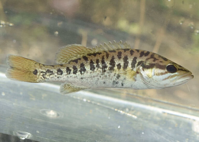 Redeye bass (Micropterus coosae), side view showing the reddish eye and broken dark flank markings
