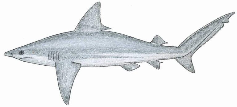 Sandbar shark illustration showing the high triangular first dorsal fin, broad rounded snout, and interdorsal ridge.
