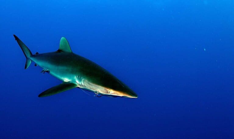 Silky shark swimming in open blue water, showing a streamlined body and rearward first dorsal fin.