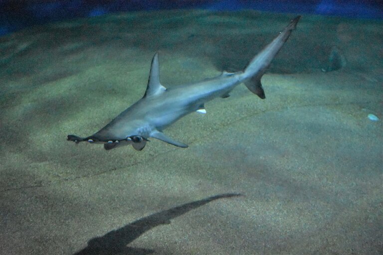 Live smooth hammerhead (Sphyrna zygaena) swimming over sand, showing the broad rounded head and moderate first dorsal fin
