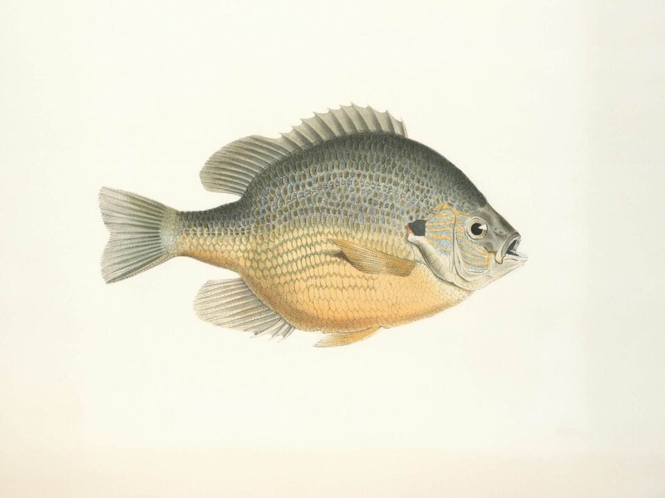 Detailed illustration of a sunfish, reminding that panfish demand precise presentation and size