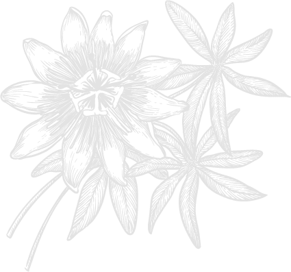 alpenxund el colbk15 passionsblume istock 1201907996 volodymyr kryshtal rg