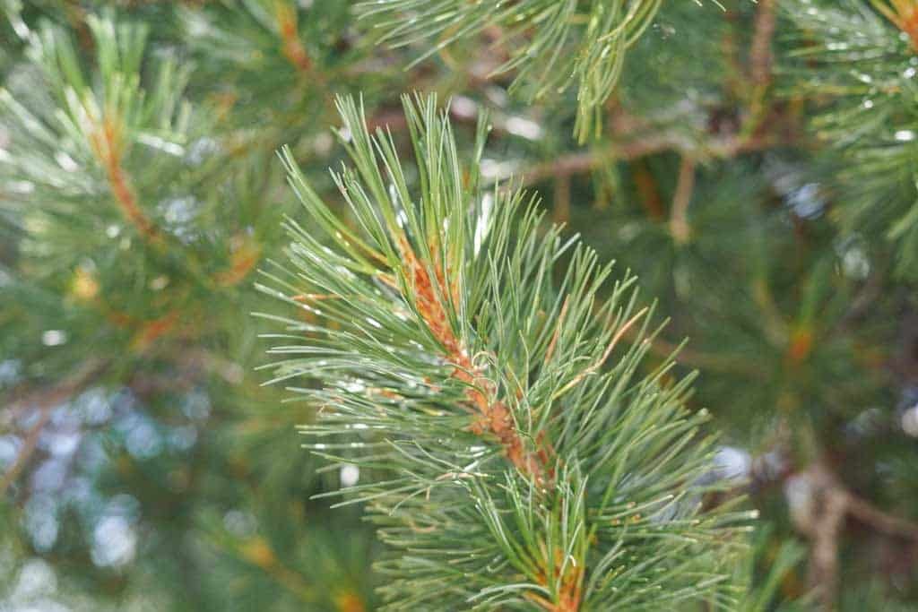 herstellung zirbenspray