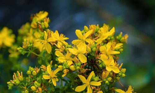 johannis herbs
