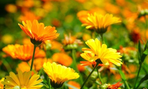 marigold