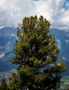 Zirbenbaum