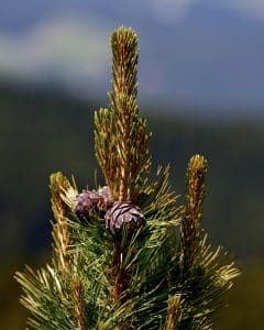 Zirbenzapfen