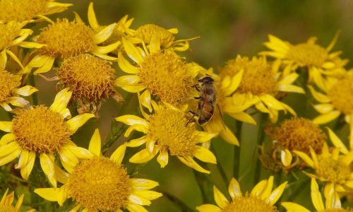 arnica