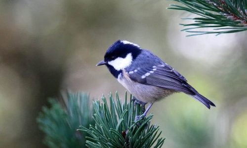 coal tit