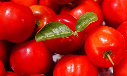 acerola