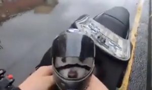 cane casco