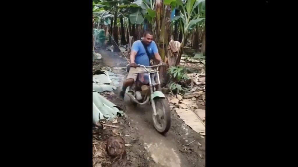 trasporto banane in una piantagione