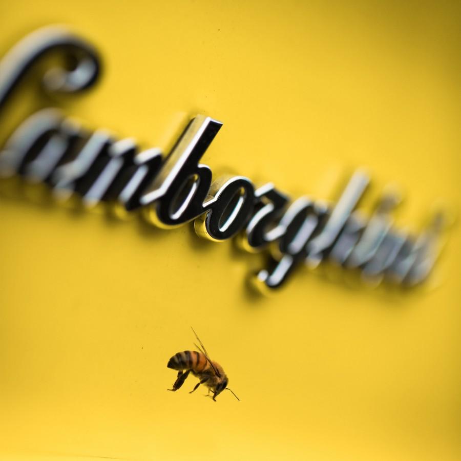 Giornata Mondiale delle Api 2021 Lamborghini