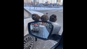 Stormo di uccellini in cerca di cibo