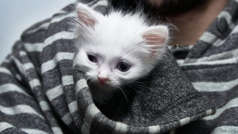 Gattino bianco con occhi blu che spunta dalla tasca di una giacca a righe grigie.