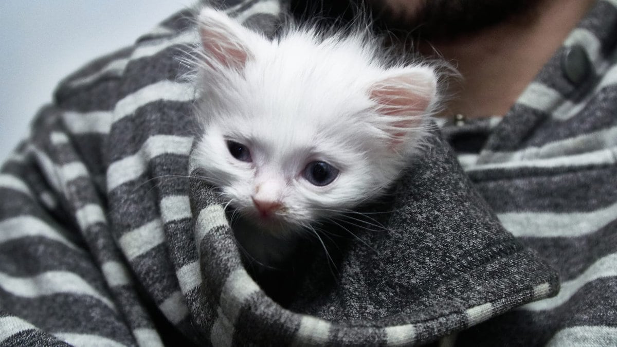 Gattino bianco con occhi blu che spunta dalla tasca di una giacca a righe grigie.