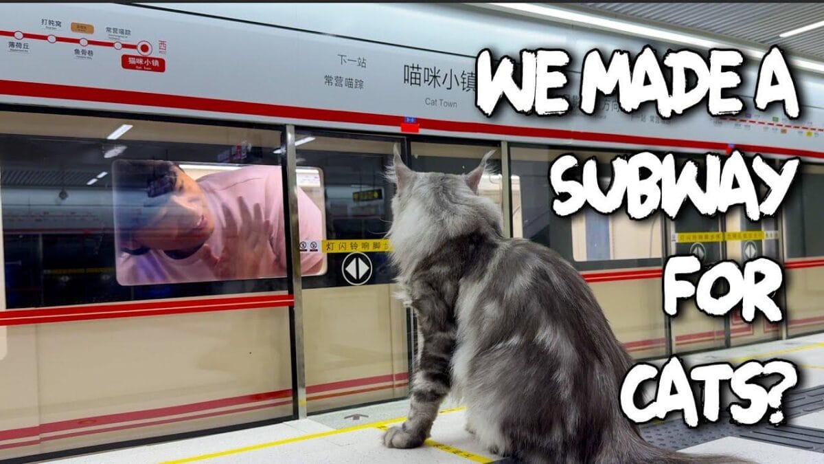 Stazione della metropolitana in miniatura costruita per gatti domestici