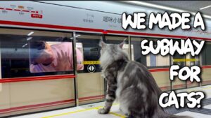 Stazione della metropolitana in miniatura costruita per gatti domestici