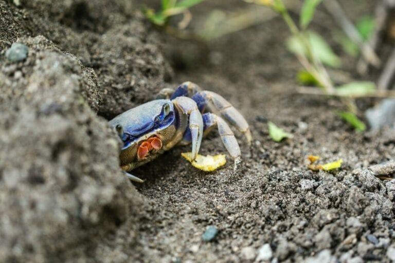 Il granchio blu si può usare per fare l’asfalto sostenibile